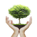 Small tree, plant  in the hand